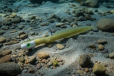 Big Eye Bullet Jig Muddy Marsh Grass EEL