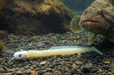 Big Eye Bullet Jig Monkey Shine EEL