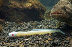 Big Eye Bullet Jig Monkey Shine EEL
