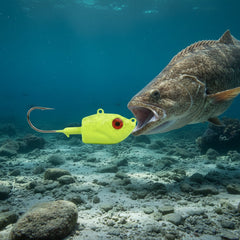 Big Boy Guppy Chiquita