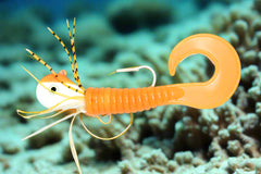 Moby Jig - Orange Creamsicle