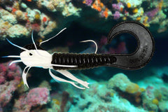 Moby Jig - Zebra great for Halibut, Lingcod, Rockfish