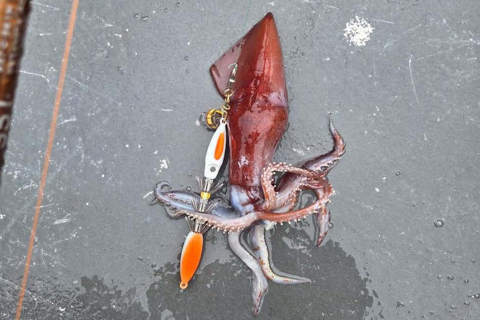 WINGED SQUID JIGS 15 OZ