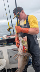 Moby Jig  - Bumblebee