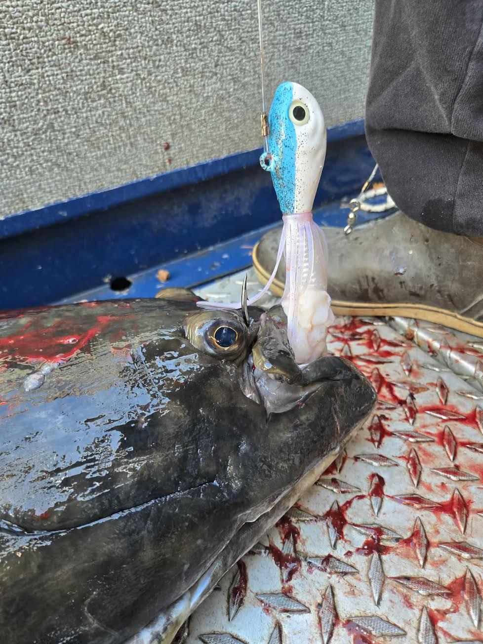 10 Ounce Herring Pattern Blue Guppy Jig with grub tail.