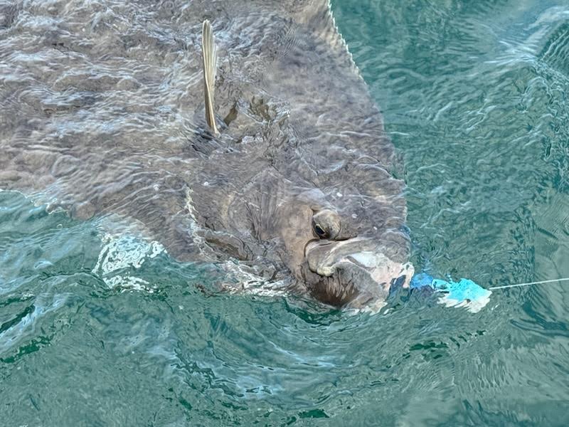 10 Ounce Herring Pattern Blue Guppy Jig with grub tail.