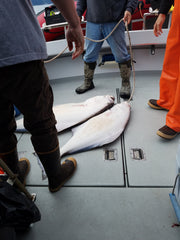 Mega Grub - 12" Tail - White