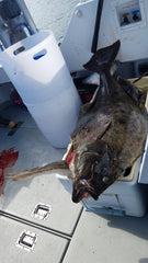 Pacman  Jig - Pink Psycho great for halibut, lingcod, deep water bottom fish
