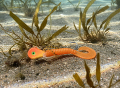 Moby Jig - AKA Yellow Eye