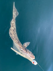 Big Eye Bullet Jig Eel White Glow deep sea durability