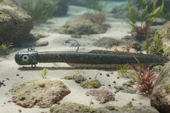 16 OZ Big Eye Bullet Eel Jig Black