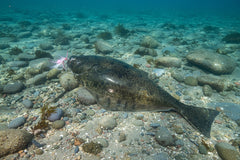 Octopus Jig - Porky Pink UV great for halibut, lingcod, bottom fish, deep sea durability